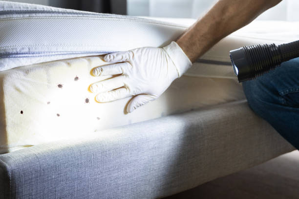 Wasp Removal Services in Chester, IL