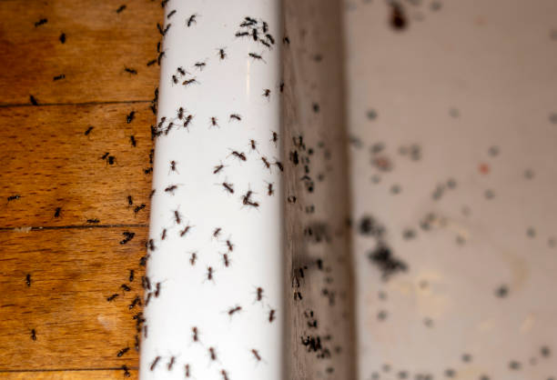 Best Ant Control Services  in Chester, IL