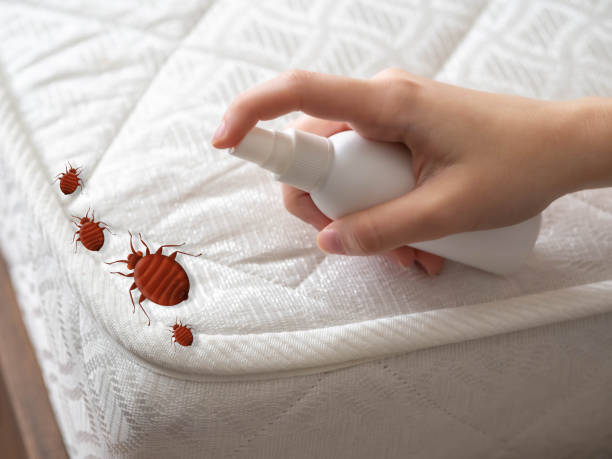Best Wasp Removal Services  in Chester, IL